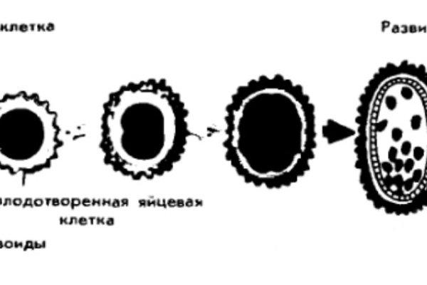 Kra49cc
