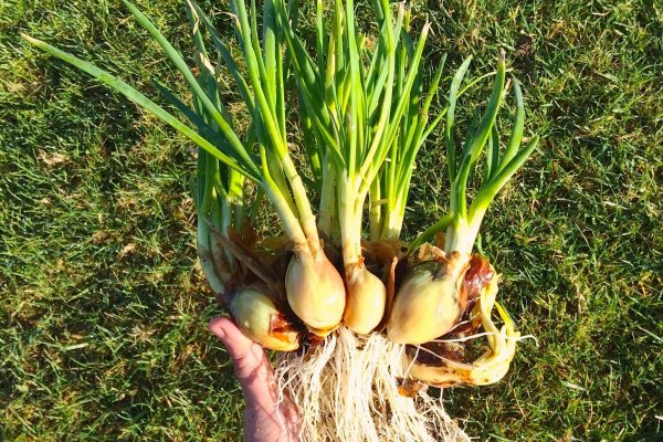 Kraken рабочая ссылка onion