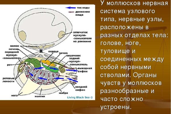 Кракен шоп что это